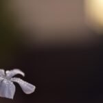 5 Natural Ways to Wake Up Energetic Every Morning