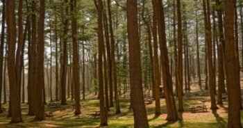 Sugar Detox: What Happens to Your Body After 30 Days