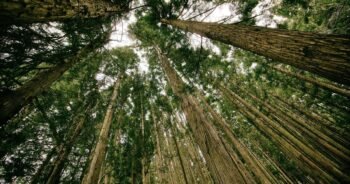 Wellbeing Is the Foundation of Success